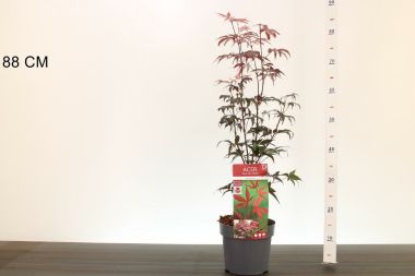 Japán juhar   ACER PALMATUM BLOODGOOD 50/60 K3