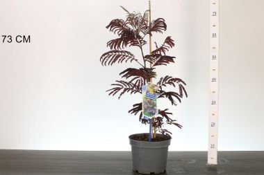 Selyemakác    ALBIZIA JULIBRISSIN SUMMER CHOCOLATE 40/50 CS19