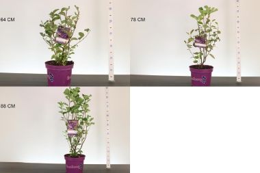 mézalmácska  AMELANCHIER ALNIFOLIA FAJTÁK 40/60 K5