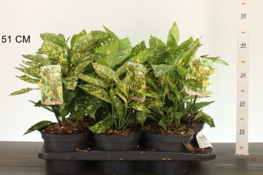 Márványos babérsom  AUCUBA JAPONICA CROTONIFOLIA 30/35 CS17