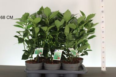 Japán babérsom   AUCUBA JAPONICA ROZANNIE 30/35 CS17