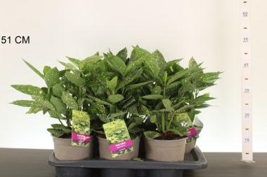 Tarkalevelű babérsom    AUCUBA JAPONICA VARIEGATA 25/+ CS17
