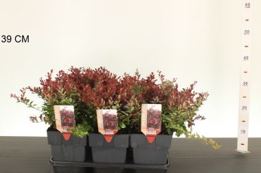 Japán vérborbolya  BERBERIS THUNBERGII ATROPURPUREA NANA 25/30 K2,5