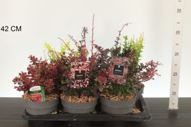 Japán borbolya  BERBERIS FAJTÁK 15/20 CS17