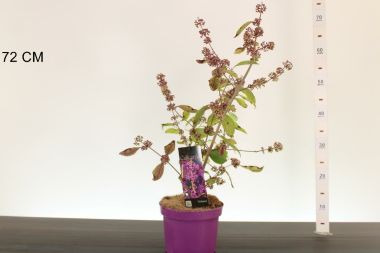 Kínai lilabogyó   CALLICARPA BODINIERI PROFUSION 55/60 CS19