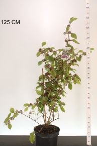 Kínai lilabogyó    CALLICARPA BODINIERI PROFUSION 70/80 K7,5