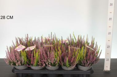 Csarab     CALLUNA VULGARIS BEAUTY LADIES HIGH FIVE 30/35 CS11
