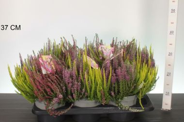 Csarab     CALLUNA VULGARIS BEAUTY LADIES HIGH FIVE 30/40 CS17
