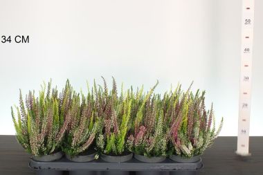 Csarab     CALLUNA VULGARIS BEAUTY LADIES TRIOS 15/20 CS12