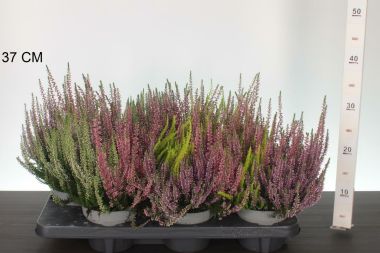 Csarab     CALLUNA VULGARIS BEAUTY LADIES TRIOS 25/35 CS13