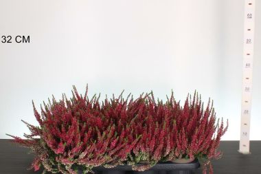 Csarab     CALLUNA VULGARIS GARDEN GIRLS RED 15/20 CS12