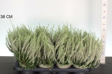 Csarab     CALLUNA VULGARIS GARDEN GIRLS WHITE 20/25 CS12