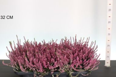 Csarab     CALLUNA VULGARIS GARDEN GIRLS PINK 20/25 CS13