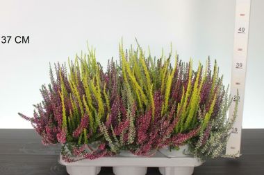 Csarab     CALLUNA VULGARIS GARDEN GIRLS QUATRO 30/35 CS14