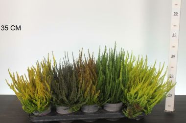 Csarab     CALLUNA VULGARIS SUNSET 20/25 CS11