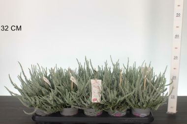 Csarab     CALLUNA VULGARIS SUNSET FLUFFY 20/25 CS11