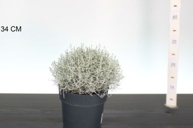 Ezüstnövény      CALOCEPHALUS BROWNII 30/35 CS19