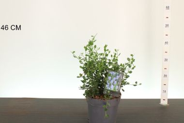 Kék táskavirág   CEANOTHUS IMPRESSUS VIKTORIA 30/40 K3