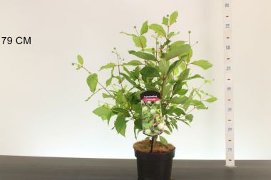 Gombvirágcserje  CEPHALANTHUS OCCIDENTALIS 30/40 K3