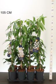 Kerti iszalag   CLEMATIS ARMANDII 90CM K2