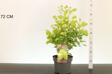  cserszömörce  COTINUS COGGYGRIA GOLDEN LADY 40/50 K4