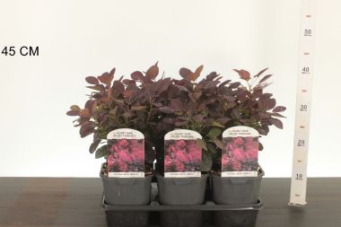 Bíbor cserszömörce    COTINUS COGGYGRIA ROYAL PURPLE 30/40 K2