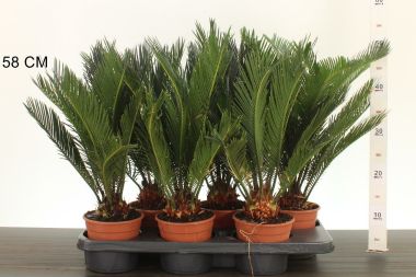 Szágópálma   CYCAS REVOLUTA 25/30 CS14