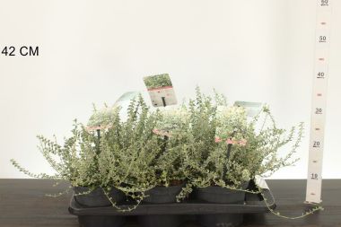 Repkény kecskerágó    EUONYMUS FORTUNEI SILVER CARPET 20/25 K2,5