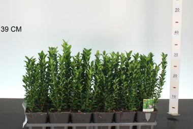 Japán kecskerágó  EUONYMUS JAPONICUS GREEN SPIRE CS9