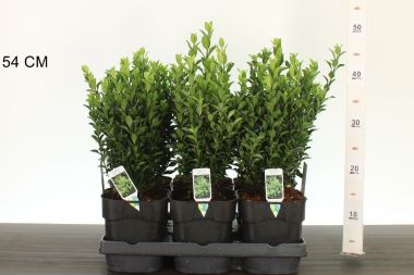 Japán kecskerágó  EUONYMUS JAPONICUS GREEN SPIRE 25/30 K2