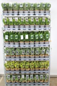 Kecskerágó    EUONYMUS FAJTÁK 20/25 CS15