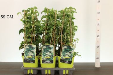 Kúszó hortenzia    HYDRANGEA ANOMALA PETIOLARIS 50CM K2