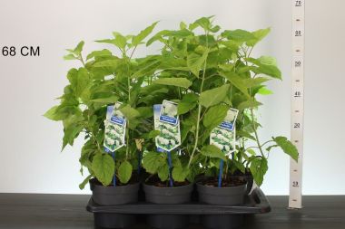 Cserjés hortenzia     HYDRANGEA ARBORESCENS ANNABELLE 25/30 CS17