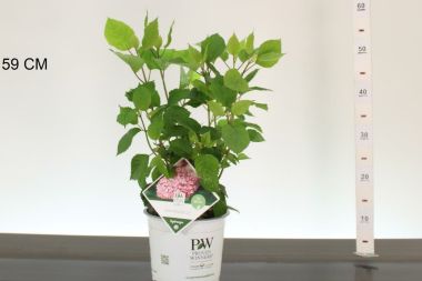Cserjés hortenzia     HYDRANGEA ARBORESCENS PINK ANNABELLE 30CM K3