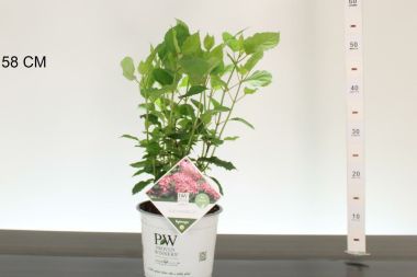 Cserjés hortenzia     HYDRANGEA ARBORESCENS RUBY ANNABELLE 30CM K3