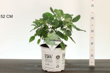 Cserjés hortenzia     HYDRANGEA ARBORESCENS SUBLIME ANNABELLE 30/40 K5