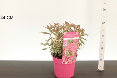 Fűrészeslevelű hortenzia   HYDRANGEA SERRATA EUPHORIA PINK 25/35 K3