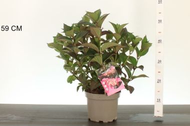 Fűrészeslevelű hortenzia  HYDRANGEA SERRATA DAREDEVIL 30/40 CS19