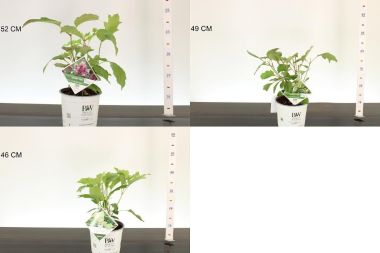 Tölgylevelű hortenzia     HYDRANGEA QUERCIFOLIA FAJTÁK 20/30 K3