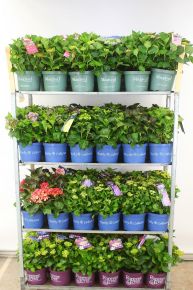 Kerti hortenzia    HYDRANGEA MACROPHYLLA MAGIC ROYALITI FOREVER MIX 30/40 K5