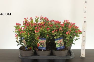 Szagtalan orbáncfű  HYPERICUM MIRACLE GRANDEUR 25/35 K2