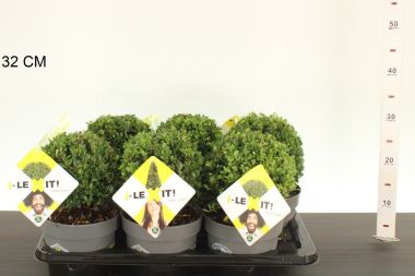 Csipkéslevelű magyal   ILEX CRENATA DARK GREEN 15/+ GÖMB K2