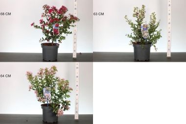 Kínai selyemmirtusz    LAGERSTROEMIA INDICA FAJTÁK 50/60 CS23