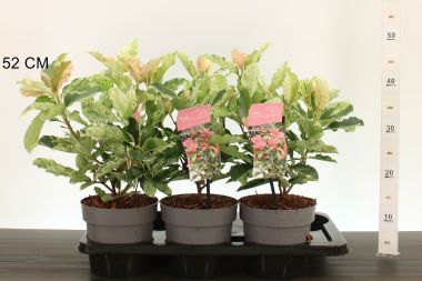 Örökzöld korallberkenye  PHOTINIA FRASERI PINK CRISPY 30/35 K2