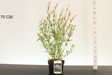Tarkalevelű japán fűz   SALIX INTEGRA HAKURO-NISHIK K2