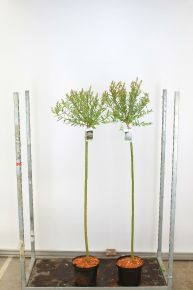 Tarkalevelű japán fűz   SALIX INTEGRA HAKURO-NISHIKI T120 K7,5