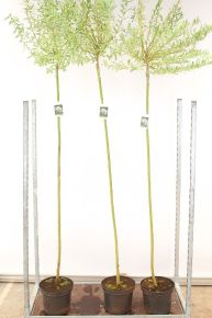 Tarkalevelű japán fűz   SALIX INTEGRA HAKURO-NISHIKI T180 K10