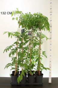 Lilaakác  WISTERIA FAJTÁK 100/120 K2