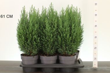 Oregoni álciprus    CHAMAECYPARIS LAWSONIANA ELLWOODII 55/65 K2