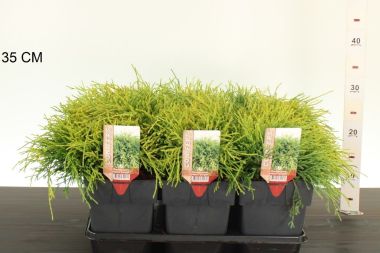 Aranyszínű szavára hamisciprus   CHAMAECYPARIS PISIFERA SUNGOLD 25/30 K2,5